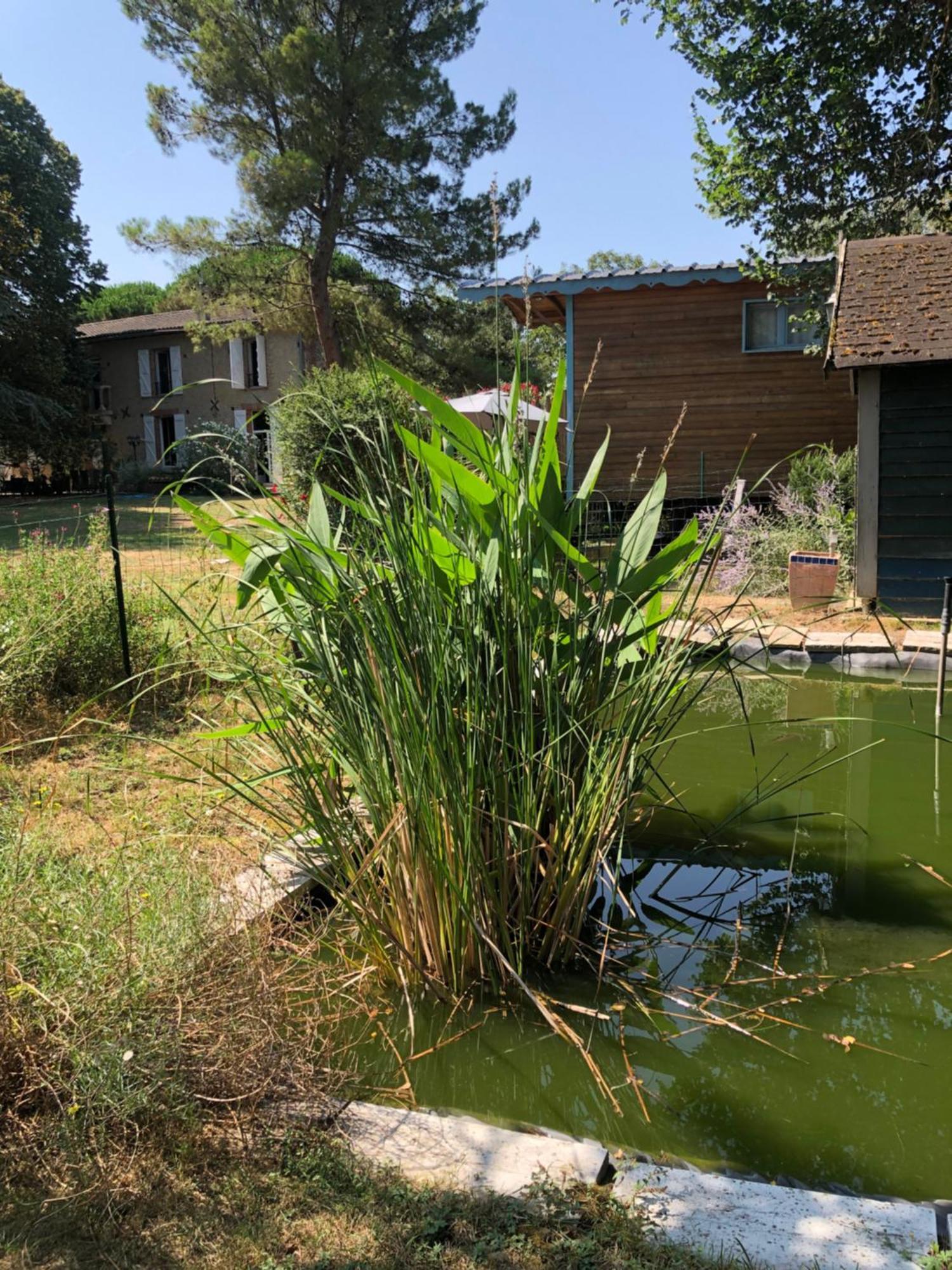 La Bastide De Negra Bed & Breakfast Montesquieu-Lauragais Luaran gambar